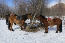 Tsagaan Sar chez les Nomades - Randocheval / Absolu Voyages