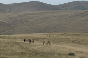 Chevaux de Przewalski dans le Parc Nation de Khustai en Mongolie - Randocheval / Absolu Voyages