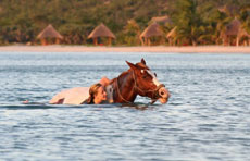 Découvrez les plaisirs d'une équitation de loisirs dans un endroit paradisiaque - Mozambique - Randocheval