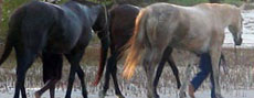 Chevaux pur-sangs, arabes et boerperds sont utilisés pour nos randonnées au Mozambique - Randocheval