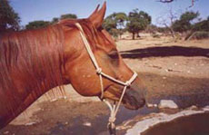 Safaris équestres en Namibie - Afrique - sur des purs-sangs Arabes