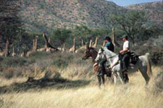 Safari à cheval en Namibie sur des purs-sangs Arabes