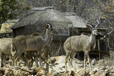 Ongava Lodge - Parc National d'Etosha