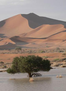 Dune de Sossusvlei - Rando Cheval