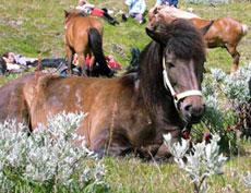 Islandic horse in Norway