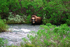 Muskoxes in the river in Norway