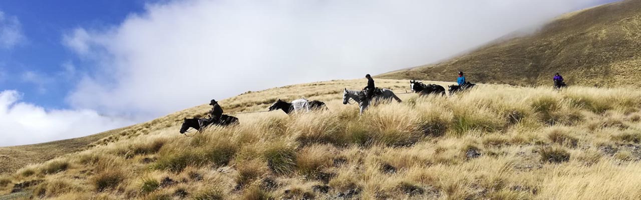 rando cheval nouvelle zelande