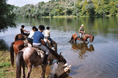 Baignade avec les chevaux lors de notre randonn&eacute;e dans le P&eacute;rigord - Randocheval