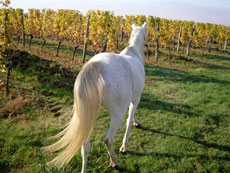 A cheval &agrave; travers les vignobles du P&eacute;rigord - Randocheval