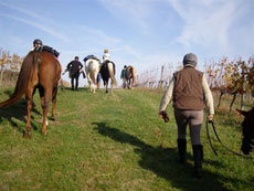 Chevaux issus  de croisements et purs-sang arabes seront vos guides durant cette randonn&eacute;e dans le P&eacute;rigord - Rando Cheval