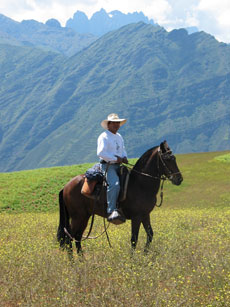 Chevaux Pasos P&eacute;ruviens au P&eacute;rou - Randocheval / Absolu Voyages