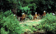 A travers les for&ecirc;ts p&eacute;ruviennes - Randocheval