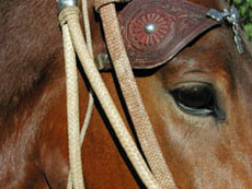 Randonn&eacute;e &eacute;questre au P&eacute;rou - Randocheval