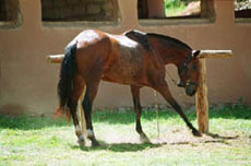 Paso P&eacute;ruvien au P&eacute;rou - Randonn&eacute;e &agrave; cheval au P&eacute;rou - Randocheval