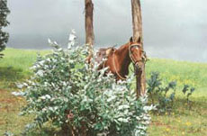Au pays du Paso P&eacute;ruvien - Randonn&eacute;e &eacute;questre au P&eacute;rou - Randocheval