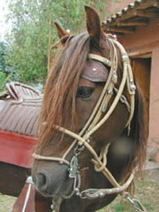 Randonn&eacute;e &eacute;questre dans la Vall&eacute;e Sacr&eacute;e au P&eacute;rou - Randocheval