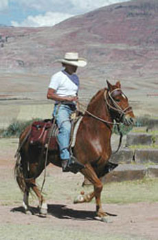 Le Paso P&eacute;ruvien - Randonn&eacute;e &agrave; cheval au P&eacute;rou - Randocheval