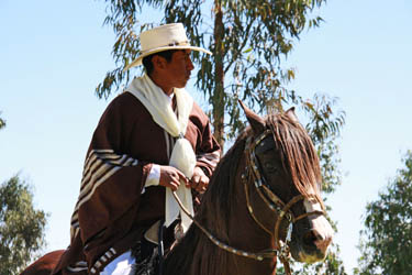 Cheval Paso Péruviens au Pérou - RANDOCHEVAL