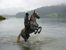Randonn&eacute;e &eacute;questre dans les Acores - Randocheval / Absolu Voyages