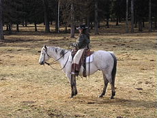 Randocheval - Cattle ranch in North Montana - cowgirl