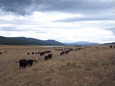 S&eacute;jour &eacute;questre en Ranch, Montana Nord - RANDOCHEVAL