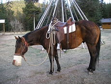 S&eacute;jour &eacute;questre en Ranch, Montana Nord - RANDOCHEVAL