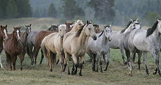Stay in a guest and working ranch with very high comfort - Rando Cheval / Absolu Voyages
