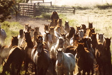 S&eacute;jour &eacute;questre en Ranch, Montana Nord - RANDOCHEVAL