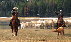 S&eacute;jour &eacute;questre en Ranch, Montana Nord - RANDOCHEVAL