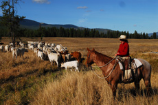 S&eacute;jour &eacute;questre en Ranch, Montana Nord - RANDOCHEVAL