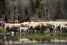 S&eacute;jour &eacute;questre en Ranch, Montana Nord - RANDOCHEVAL
