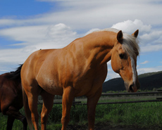 S&eacute;jour &eacute;questre en Ranch, Montana Nord - RANDOCHEVAL