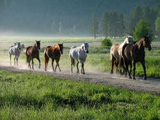 S&eacute;jour &eacute;questre en Ranch, Montana Nord - RANDOCHEVAL