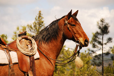 S&eacute;jour &eacute;questre en Ranch, Montana Nord - RANDOCHEVAL