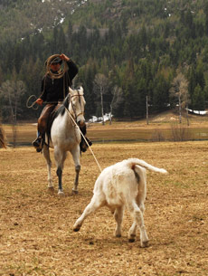 S&eacute;jour &eacute;questre en Ranch, Montana Nord - RANDOCHEVAL