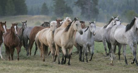 S&eacute;jour &eacute;questre en Ranch, Montana Nord - RANDOCHEVAL