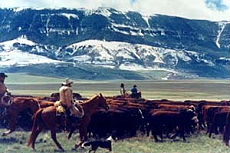 "Cattle drive" au Montana