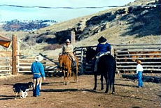 S&eacute;jour &agrave; cheval dans un ranch du Montana (USA)