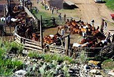 Stay in a true working ranch located in the heart of the Pryor Mountains - Rando Cheval / Absolu Voyages