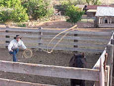 Cattle drive on horseback in one of the biggest working ranch of the USA 