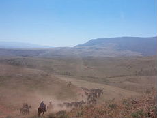 Cattle drive on horseback in one of the biggest working ranch of the USA (Montana-Wyoming / USA)