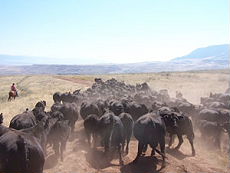 Cattle drive on horseback in one of the biggest working ranch of the USA  (Montana-Wyoming / USA)