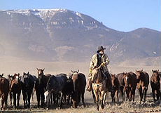 Horse drive, an unforgettable experience - Rando Cheval / Absolu Voyage