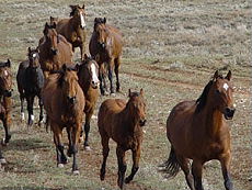 A horse herd in Montana.