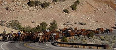 Cattle drive on horseback in one of the biggest working ranch of the USA (Montana-Wyoming / USA)