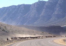 Cattle drive on horseback in one of the biggest working ranch of the USA (Montana-Wyoming / USA)
