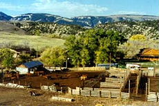  Cattle drive on horseback in one of the biggest working ranch of the USA (Montana-Wyoming / USA) - Randocheval / Absolu Voyages
