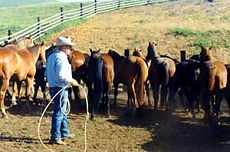 S&eacute;jour &agrave; cheval dans un ranch du Montana (USA)