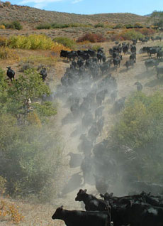 Cattle drive on horseback in one of the biggest working ranch of the USA 