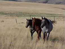 Chevaux de notre ranch au  Montana